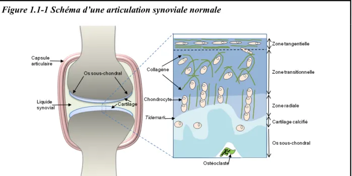 Figure 1.1-1 Schéma d’une articulation synoviale normale 