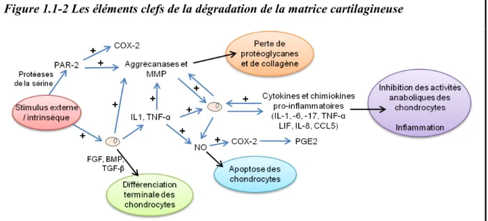 Figure 1.1-2 Les éléments clefs de la dégradation de la matrice cartilagineuse 