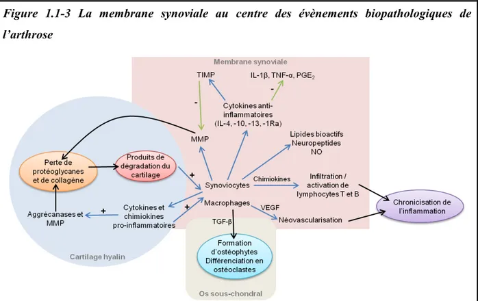 Figure  1.1-3  La membrane synoviale au centre des  évènements biopathologiques  de  l’arthrose 