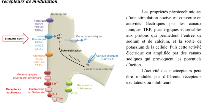 Figure  1.3-1  Genèse d’un potentiel d’action dans un nocicepteur et  les principaux  récepteurs de modulation 