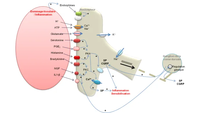 Figure 1.3-3 Les principales molécules impliquées dans la sensibilisation d’un nocicepteur 