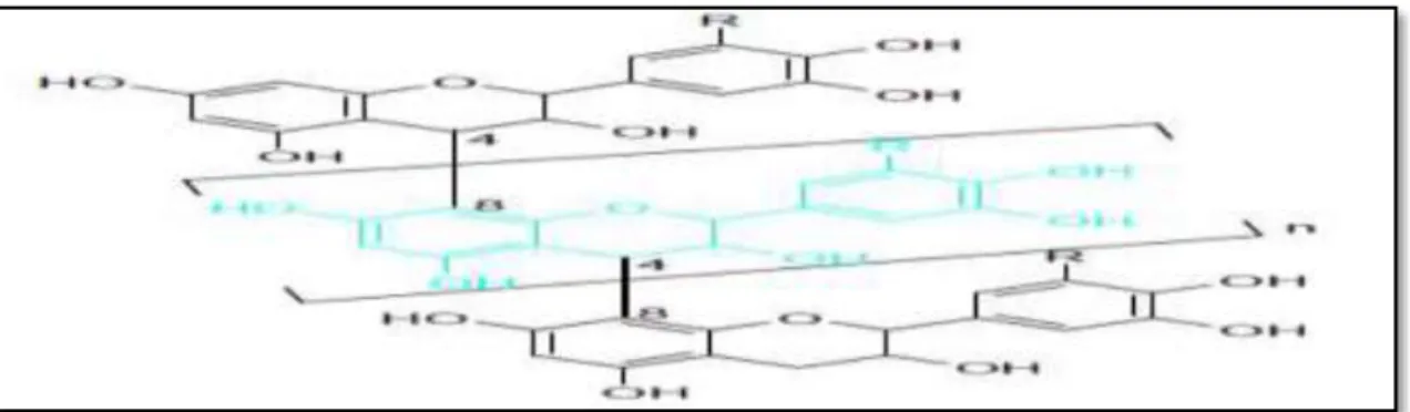 Figure 04: Structure générale de tanins condensés (Gilbert et Norris, 1968). 