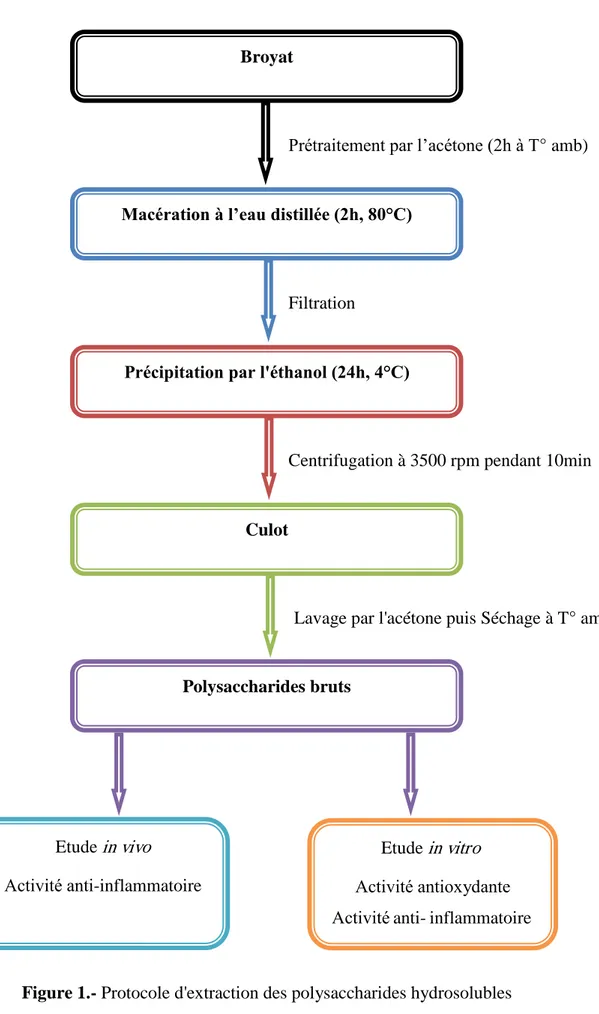 Figure 1.- Protocole d'extraction des polysaccharides hydrosolubles  Broyat