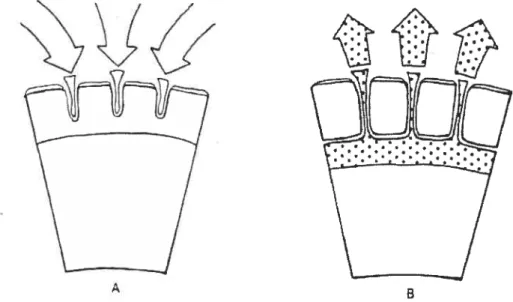 Figure 4: segment of membrane-coated tablet (A) lïquid penetrating into the membrane, and (B) drug solution diffusing through the membrane.