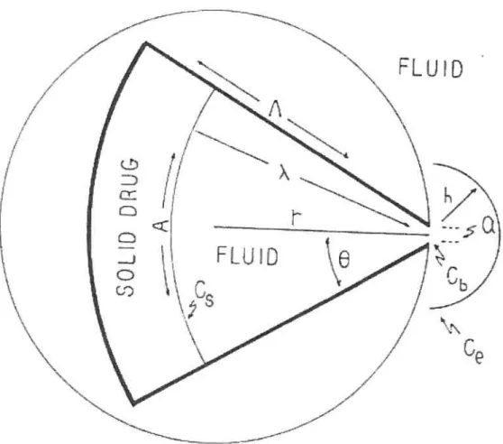 Figure 6: Cross section of zero-order drug delivery system containing solid drug