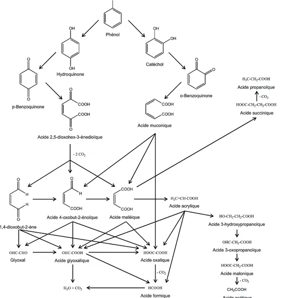 Figure 2 : Schéma réactionnel de l’oxydation du phénol selon Devlin et Harris.  