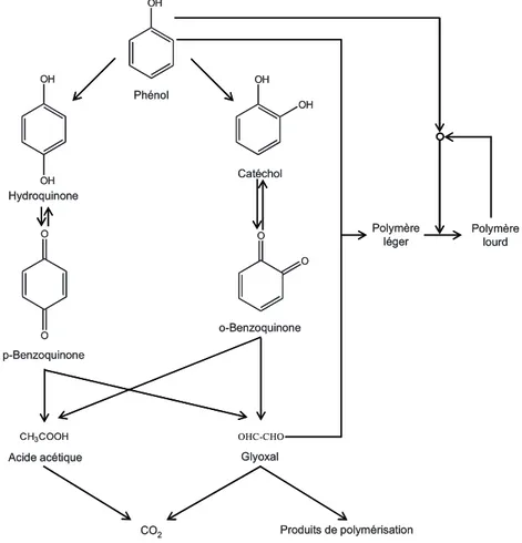 Figure 5 : Schéma réactionnel de l’OVHC du phénol proposé par Pintar et Levec.  