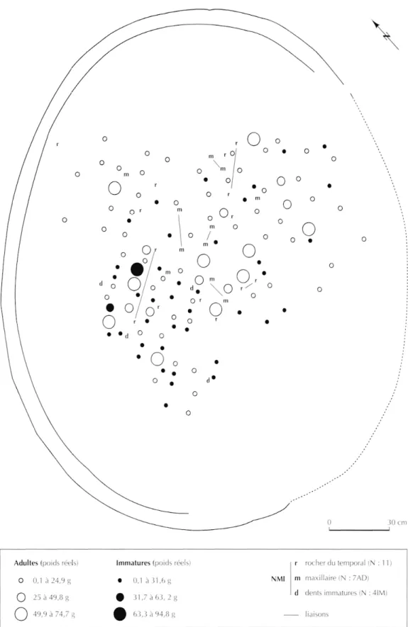 Fig. 17 - Répartition des fragments de crânes des sujets adultes et immatures dans la fosse 143 (réalisation F