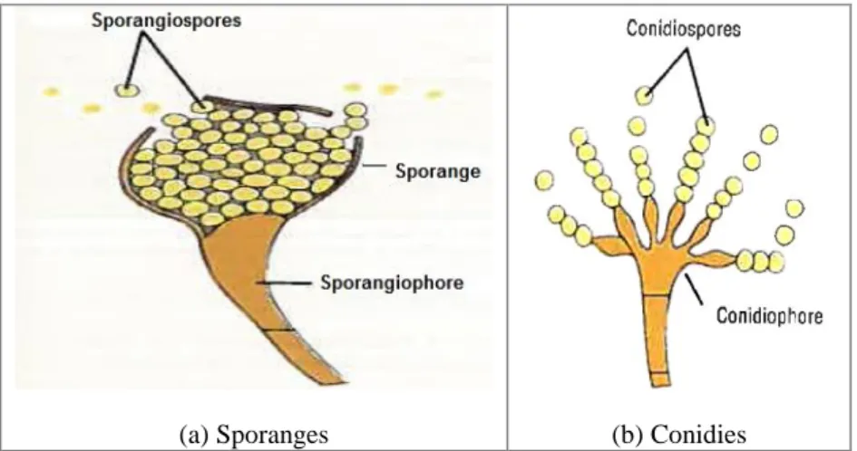 Figure 1-6. Exemple des structures contenant des spores par reproduction asexuée des espèces fongiques  (Prescott L