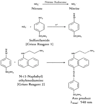 Figure 4: Mode d’action des réactifs Griess Reacgent 1 et 2 (tirée du protocole de Cayman chemicat du produit Nitrate/nitrite Cotorimetric Assay kit (LDH Metltod) (760871))