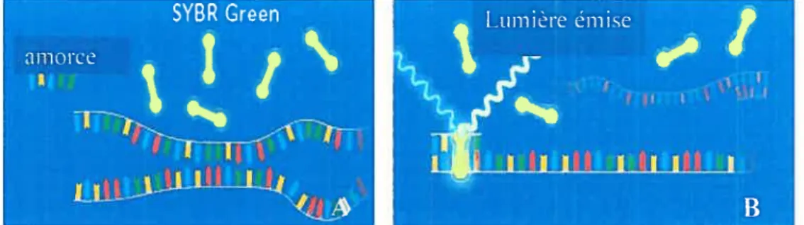 Figure 5: Représentation de la fluorescence émise par le SYBR Green I avant le début de la réaction (A) et lors de l’hybridation entre les amorces et les brins d’ADN (B) (tirée du protocole du Light Cycler DNA Master SYBR Green I (201 5099) de chez Roche’1