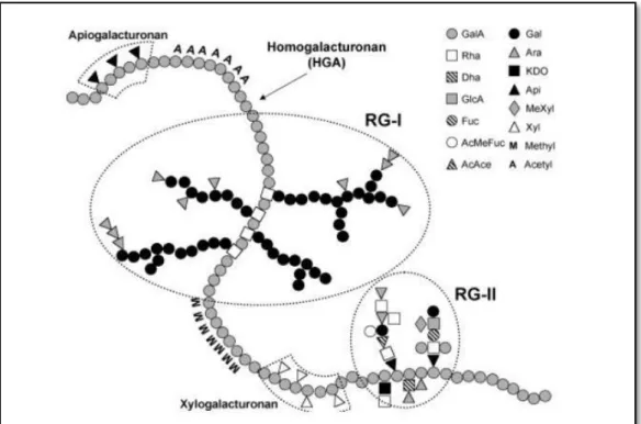 Figure 02.- Structure chimique des pectines (PETERA, 2017)  I.1.2.- Polysaccharides de réserve 