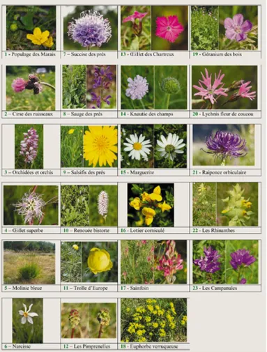 Figure 3 : Liste des fleurs de la mesure « prairies fleuries », Parc National du Haut Jura, Nettier et al