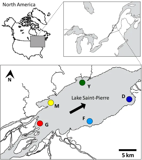 Figure 2.1. Location of the Lake Saint-Pierre (Canada) and areas sampled. Arrow indicated  the direction of water flow