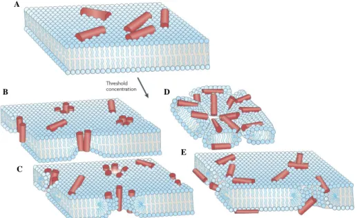Figure 9 : Modèles de perméabilisation de la membrane par des peptides antimicrobiens  (Melo  et  al.,  2009)