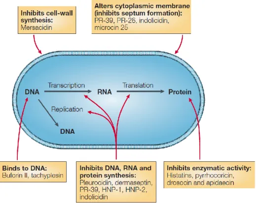 Figure 13 : Cibles des peptides antimicrobiens (Brogden, 2005). 