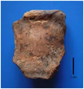 Figure 1 : Première molaire inférieure d’Ursus malayanus 