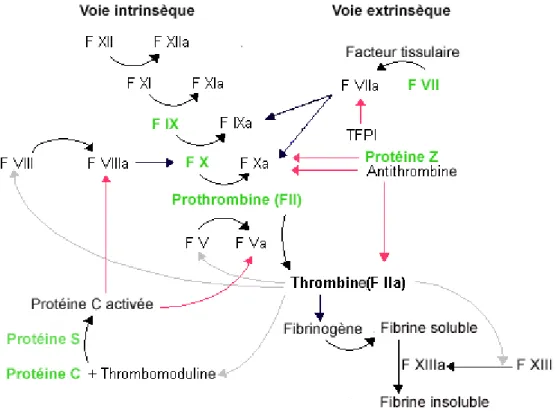 Figure 1 : PVKDs intervenant dans la cascade de coagulation du sang (Modifié d’après  http://kuwaitmd.hsc.edu.kw)