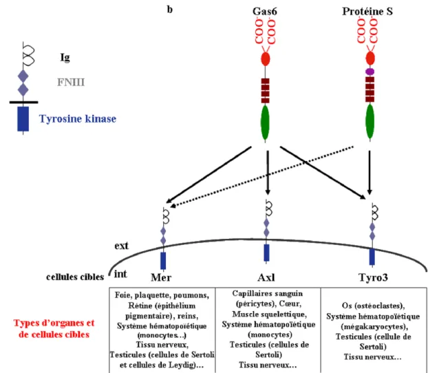 Figure 8 : Les récepteurs de la protéine Gas6 et de la protéine S : les récepteurs TAM  (Modifiée d’après (Benzakour et al., 2007))