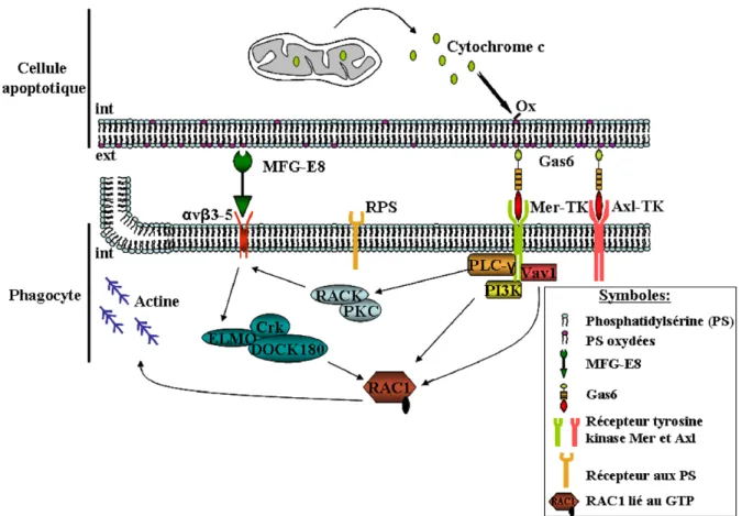 Figure 11 : Implications des récepteurs TAM dans la reconnaissance et la phagocytose  des cellules apoptotiques par les macrophages (Benzakour et al., 2007)