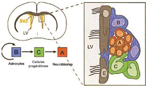 Figure 13 : Organisation et types cellulaires de la SVZ chez l’adulte (Modifiée d’après  (Alvarez-Buylla et al., 2002))