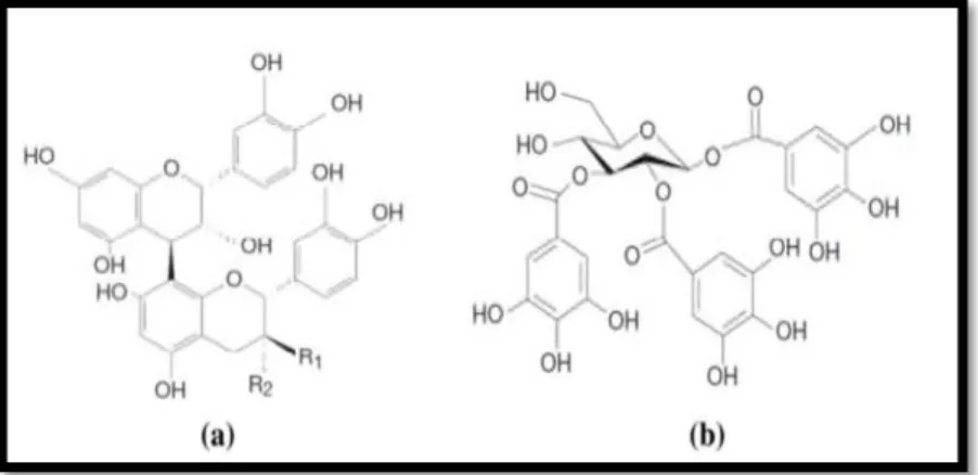 Figure 4 : Structures chimiques (a) d’un tanin condensé et (b) d’un tanin hydrolysables  (Favier, 2003)