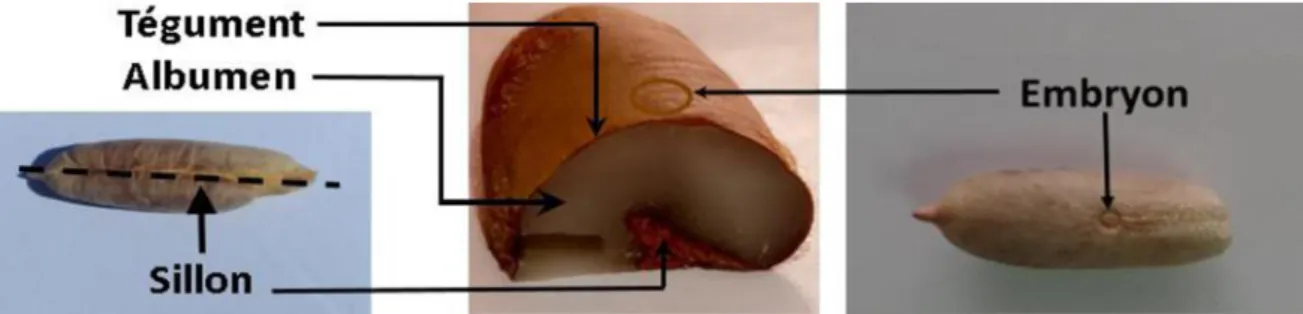 Figure 4 : Noyau de dattes du palmier dattier. (BENMEHDI et MEBARKI, 2019)  7.2. Composition chimique du noyau de datte 