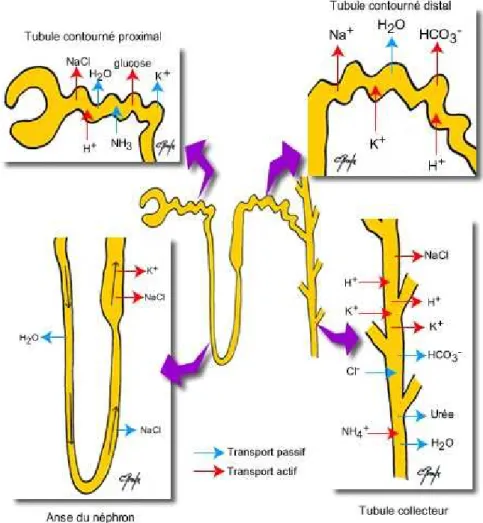 Figure 6 : Schémas des mouvements de sécrétion et de réabsorption de substances urinaires à  partir d’un néphron chez les vertébrés
