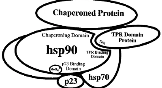 Figure 10 : Représentation des interactions de HSP90 dans son rôle de chaperonne [103]