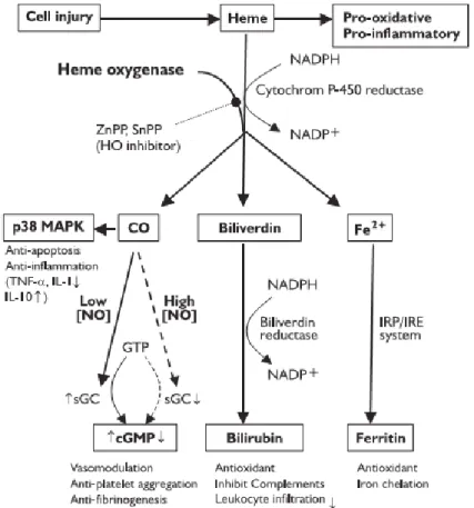Figure 12 :Représentation schématique des actions éventuelles des produits de dégradation  de l’hème au cours de l’IR en transplantation [141]