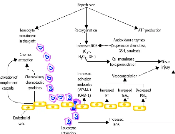 Figure 14 : Schéma représentant les mécanismes moléculaires déclenchés au moment de la  reperfusion [187]