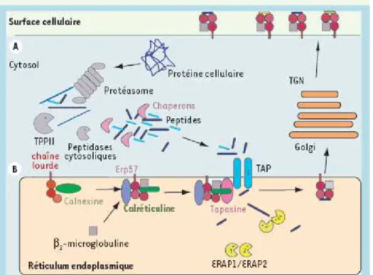 Figure 15 : Représentation de l’apprêtement des antigènes et complexes de chargement du  CMH de classe I