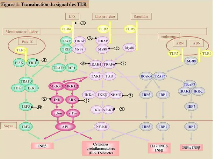 Figure 16 : Voies de signalisation TLR dépendantes et indépendantes de MyD88 intervenant  dans la reconnaissance de bactéries [243]