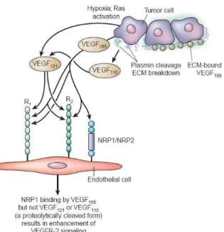 Figure 20 : Différentes isoformes du VEGF et leurs interactions avec leurs récepteurs [326]
