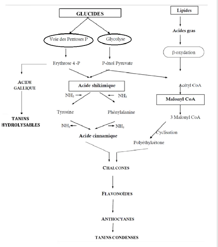 Figure 4 : Représentation des voies de biosynthèse des polyphénols (Akroum, 2011) 