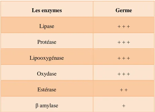 Tableau 06 : Répartition des enzymes dans le germe de blé (Nurt, 1991). 