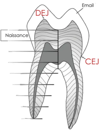 Figure 5.  Schéma des différentes sections d’une première molaire permanente (modifiée de King et al