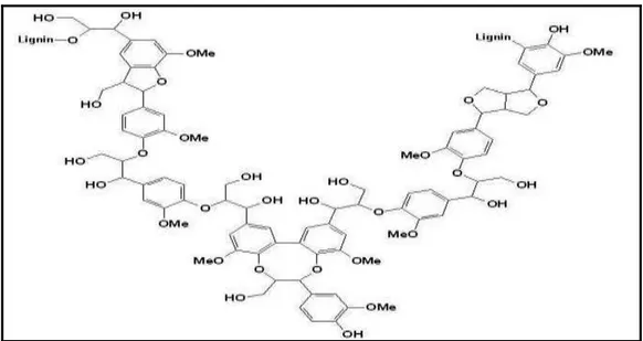 Figure 07 : Structures chimiques de lignine (SCALBERT et WILLIAMSON, 2000). 