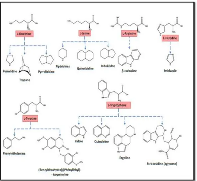Figure 11: Origine biosynthétique de différentes classes d’alcaloïdes (NACOULMA, 2012)
