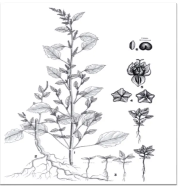 Figure 2 : Chenopodium murale : rameau en fleurs (1).  système racinaire (2). Plantules (3)