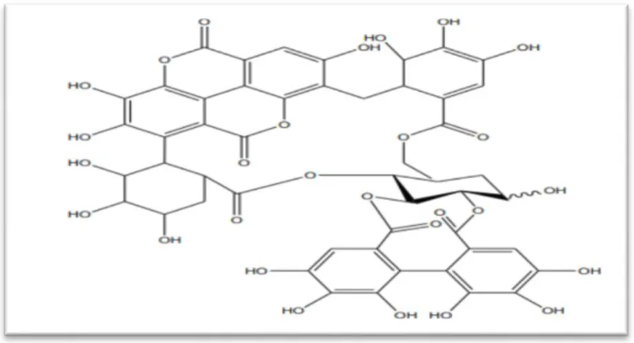 Figure 5 : Structures des tannins hydrolysables (Madi, 2018). 