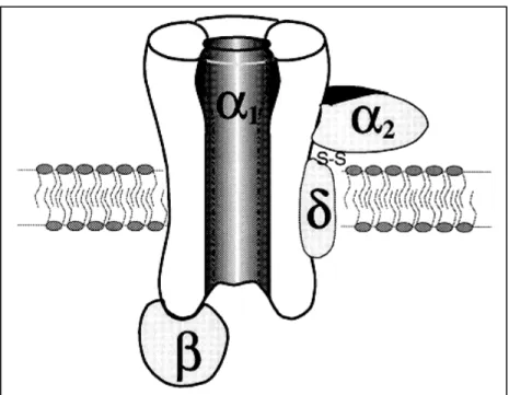 Figure H9 : Représentation schématique de la structure en 4 sous unités du canal  calcique de type L 
