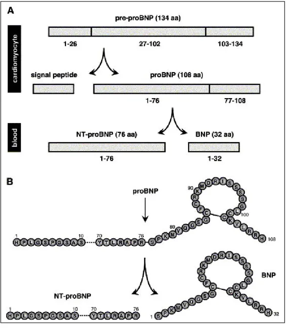 Figure H15 : La biosynthèse du BNP et NT-proBNP   D’après Jarolim, 2006. 