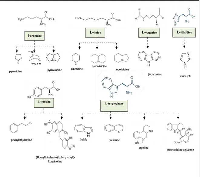 Figure 01 : Origine biosynthétique de différentes classes d’alcaloïdes (Nacoulma, 2012)