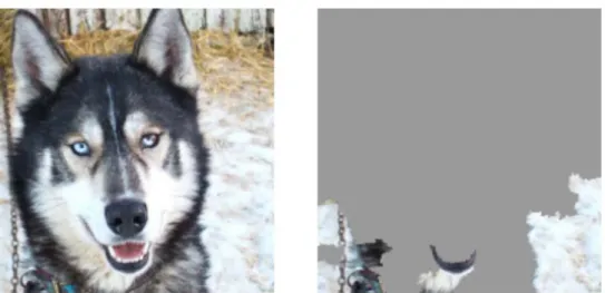 Figure 2. Un huski (à gauche) est confondu avec un loup car les pixels (à droite) ca- ca-ractéristiques de ces derniers sont ceux du fond de neige