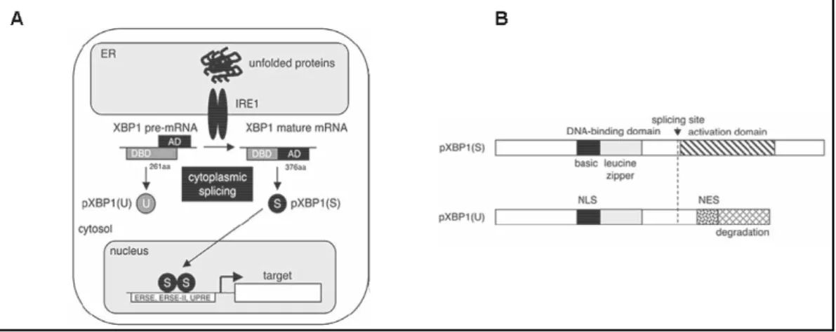 Figure 17 :  Phénomène  d’épissage  alternatif  lors  (A)  d’un  stress  RE  et  (B)  structure  des  deux  protéines  XBP1 