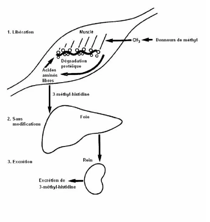 Figure 3. La 3-méthyl-histidine (3-MH) : un index de la dégradation des protéines  myofibrillaires du muscle chez l’humain