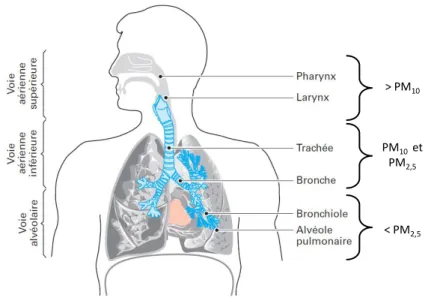 Figure 1-2 - Pénétration des particules dans le système respiratoire, adaptée de (Le Coq,  2006) 