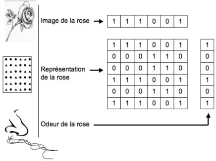 Figure n°6 – Réseau représentationnel connexionniste – exemple d’association image/odeur –  d’après Rumelhart et McClelland, 1986.