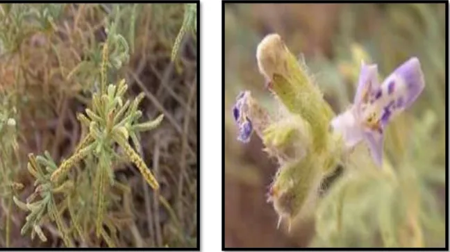 Figure 02 : Feuilles de Salvia chudaei.               Figure 03 : Fleurs de Salvia chudaei